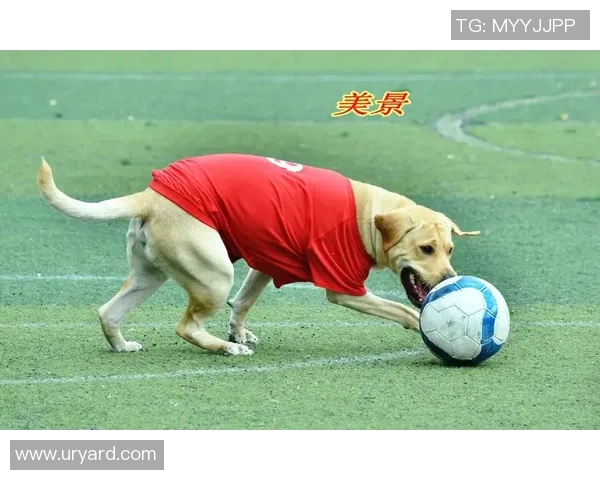 足球明星与狗仔队的追逐战揭秘背后的故事与真相 足球明星与狗仔队的追逐战揭秘背后的故事与真相